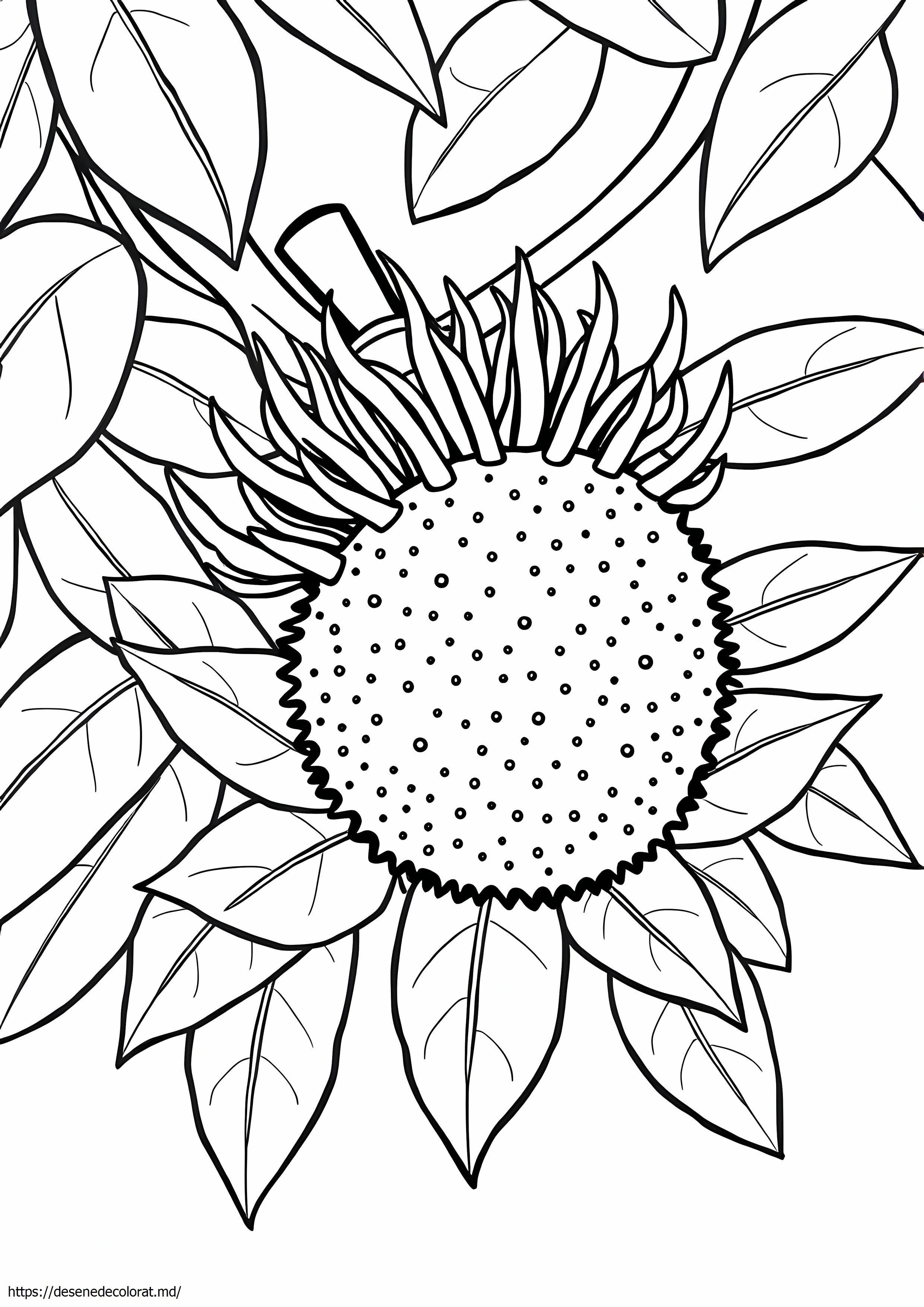 Rambutan