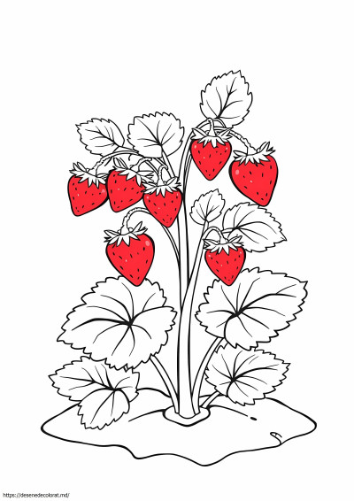 Planta de capsuni