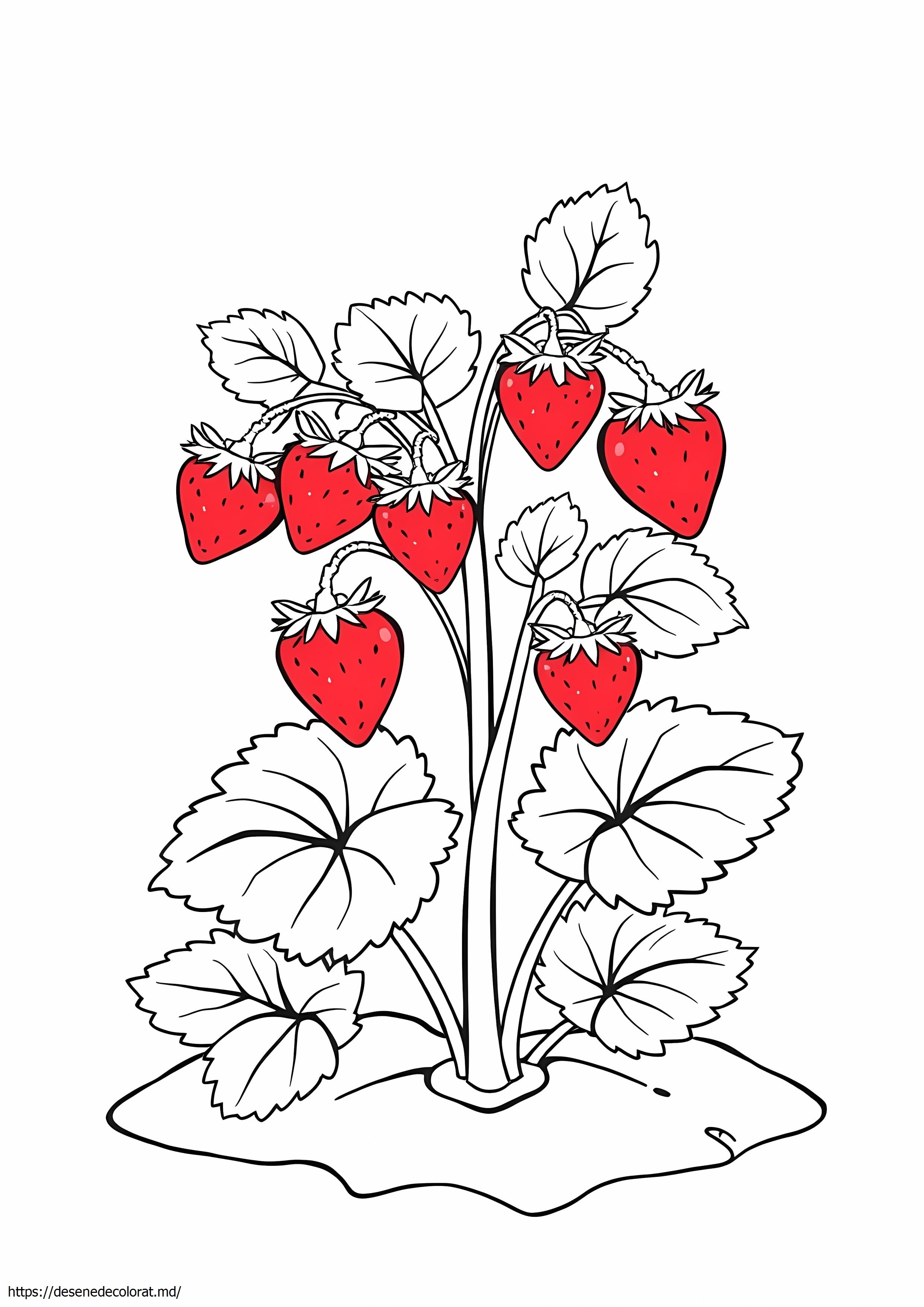 Planta de capsuni
