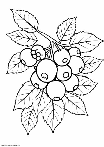 Fructe de padure