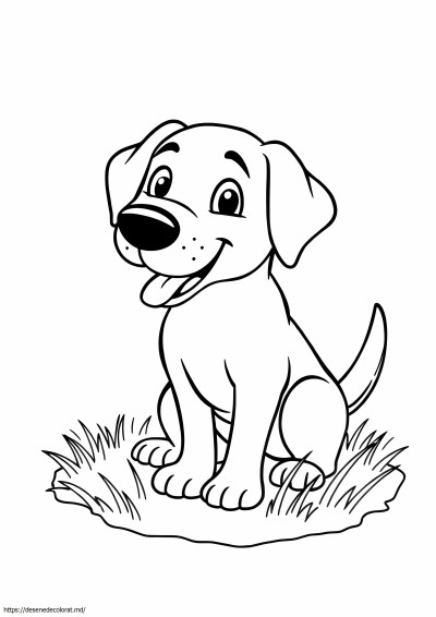 Câine labrador