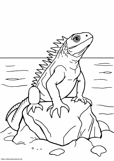 Iguana marina