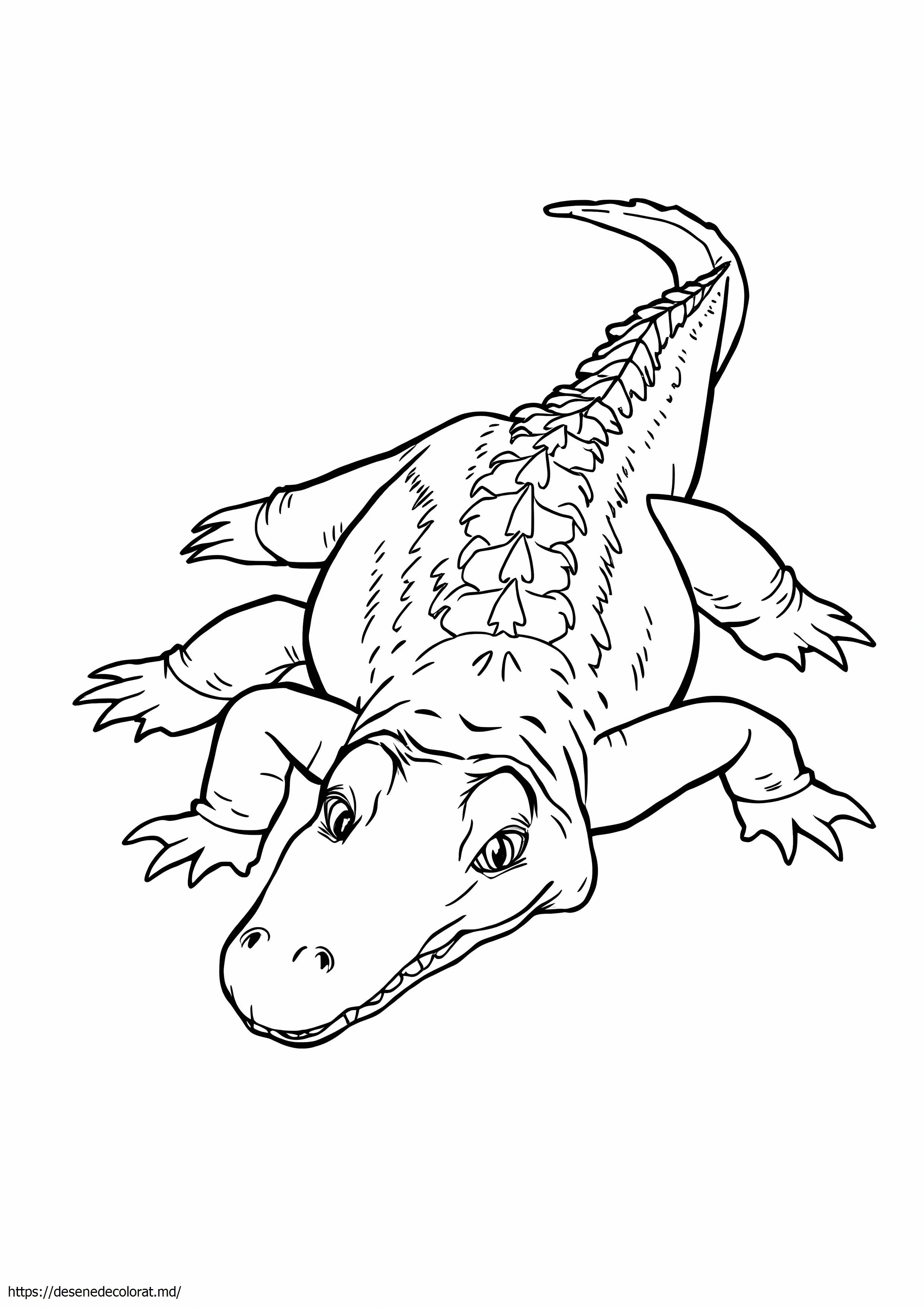 Aligator realist