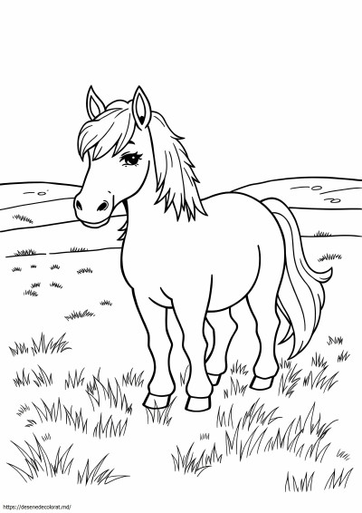 Ponei Shetland realist