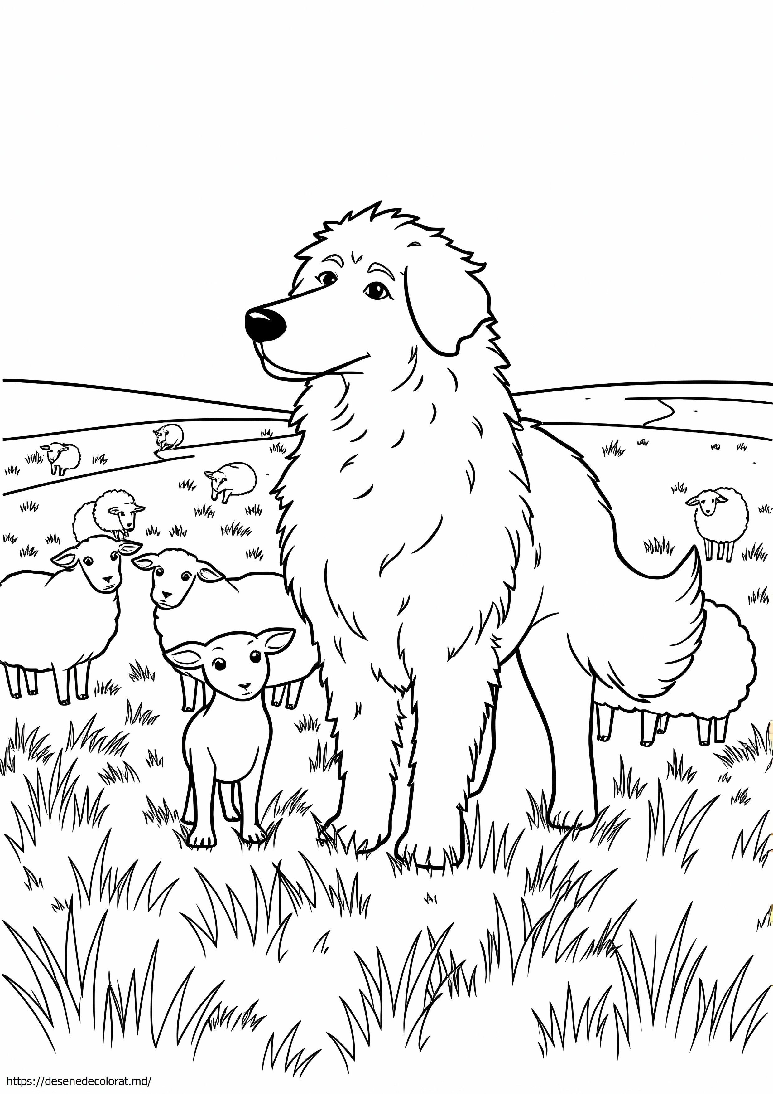 Câine de oaie