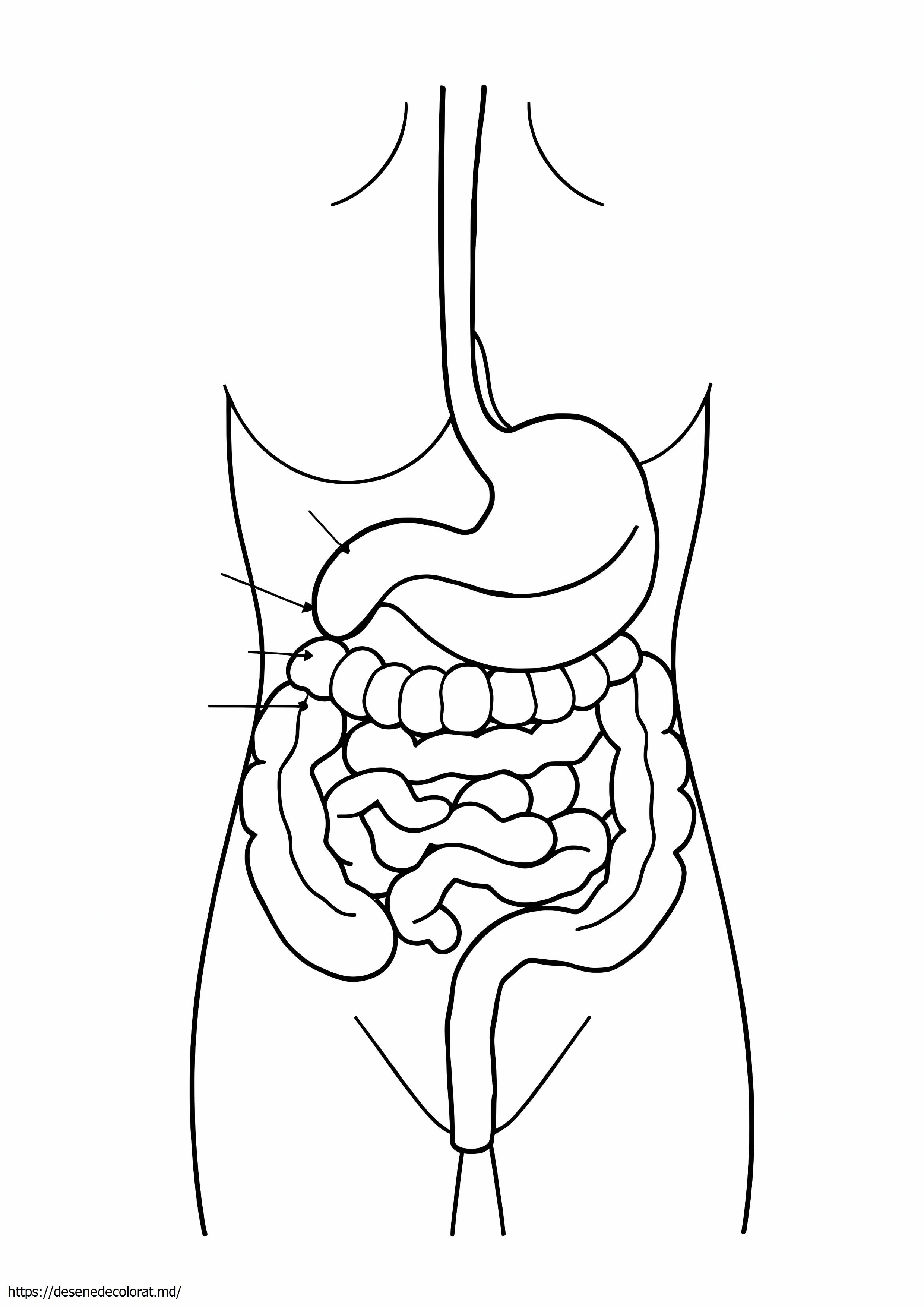 Anatomie abdominală