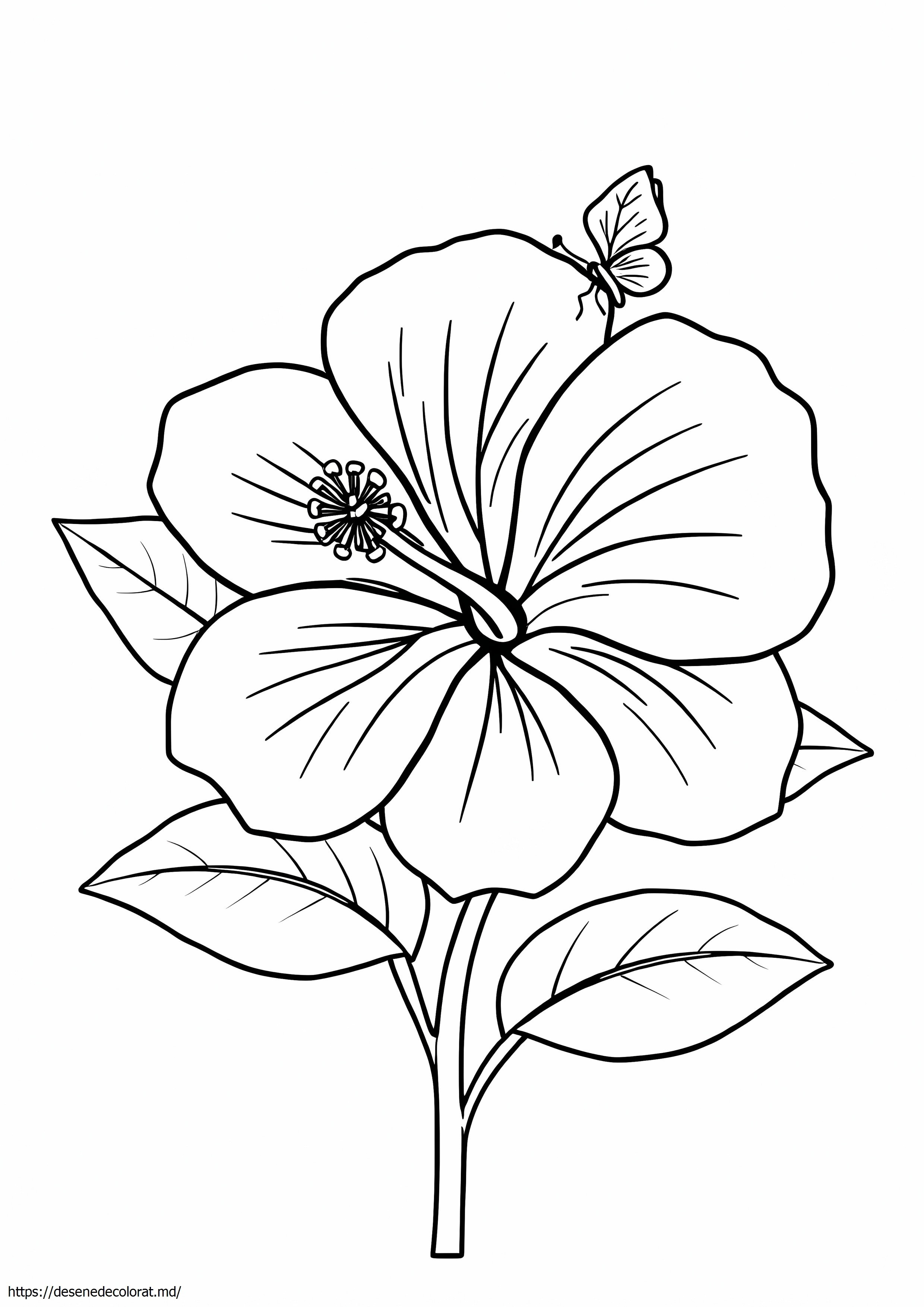 Hibiscus flori hawaiene