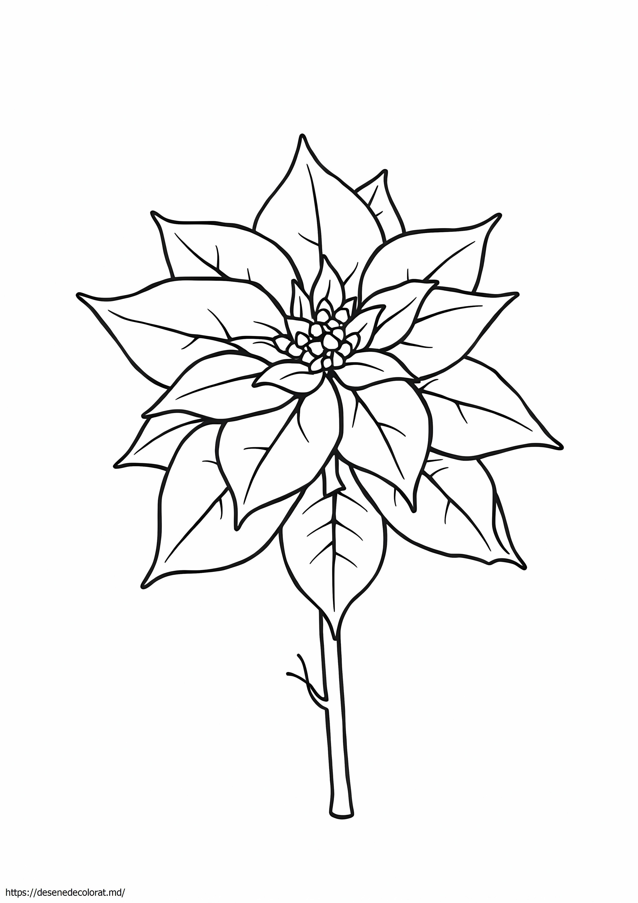 Poinsettia de Crăciun