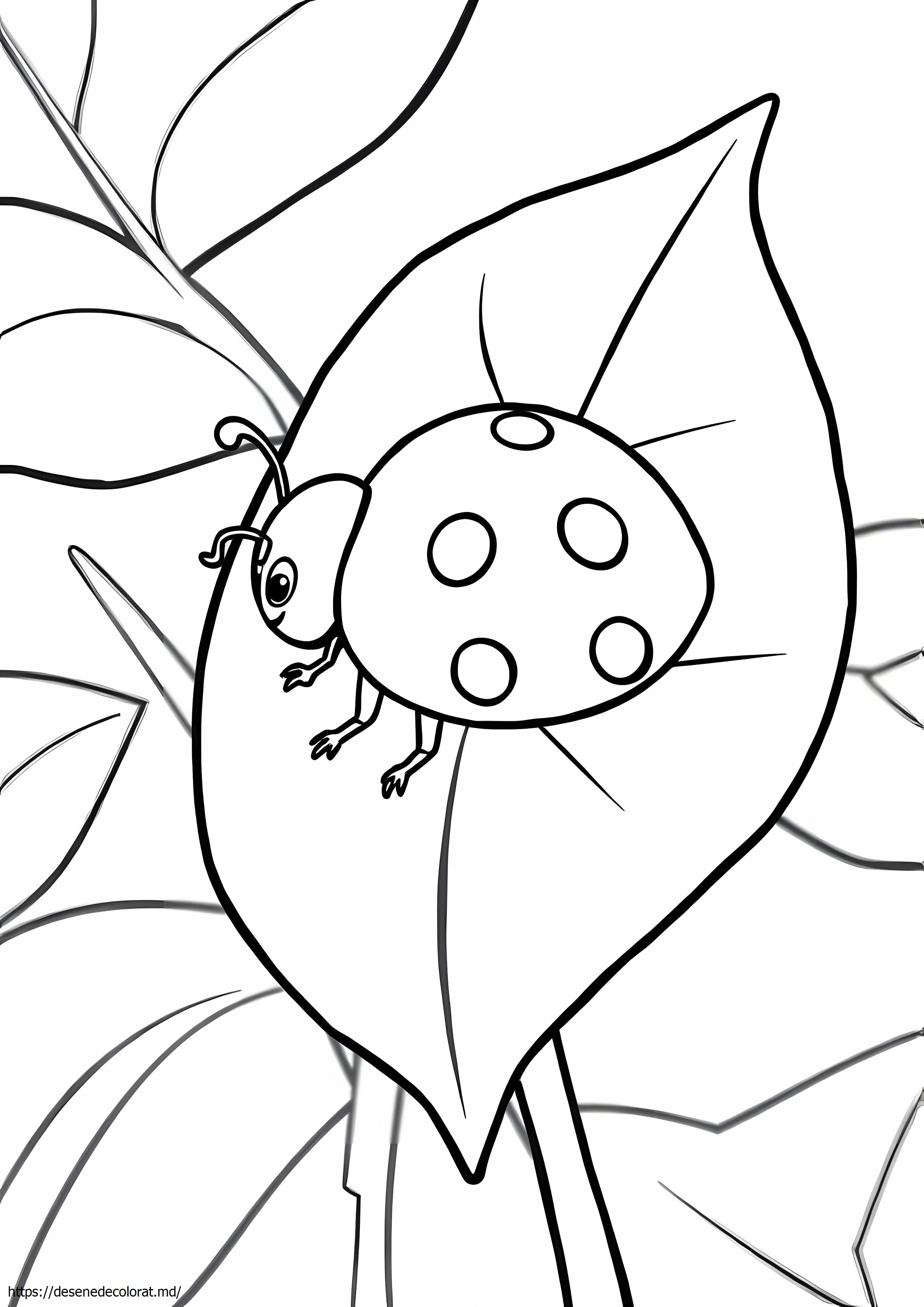 Insecta doamna