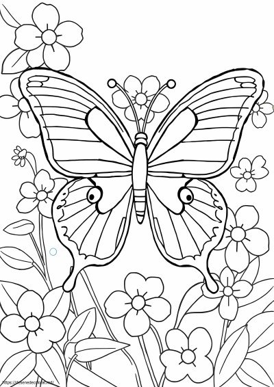 Fluture morfo
