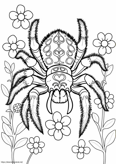 Tarantula realistă