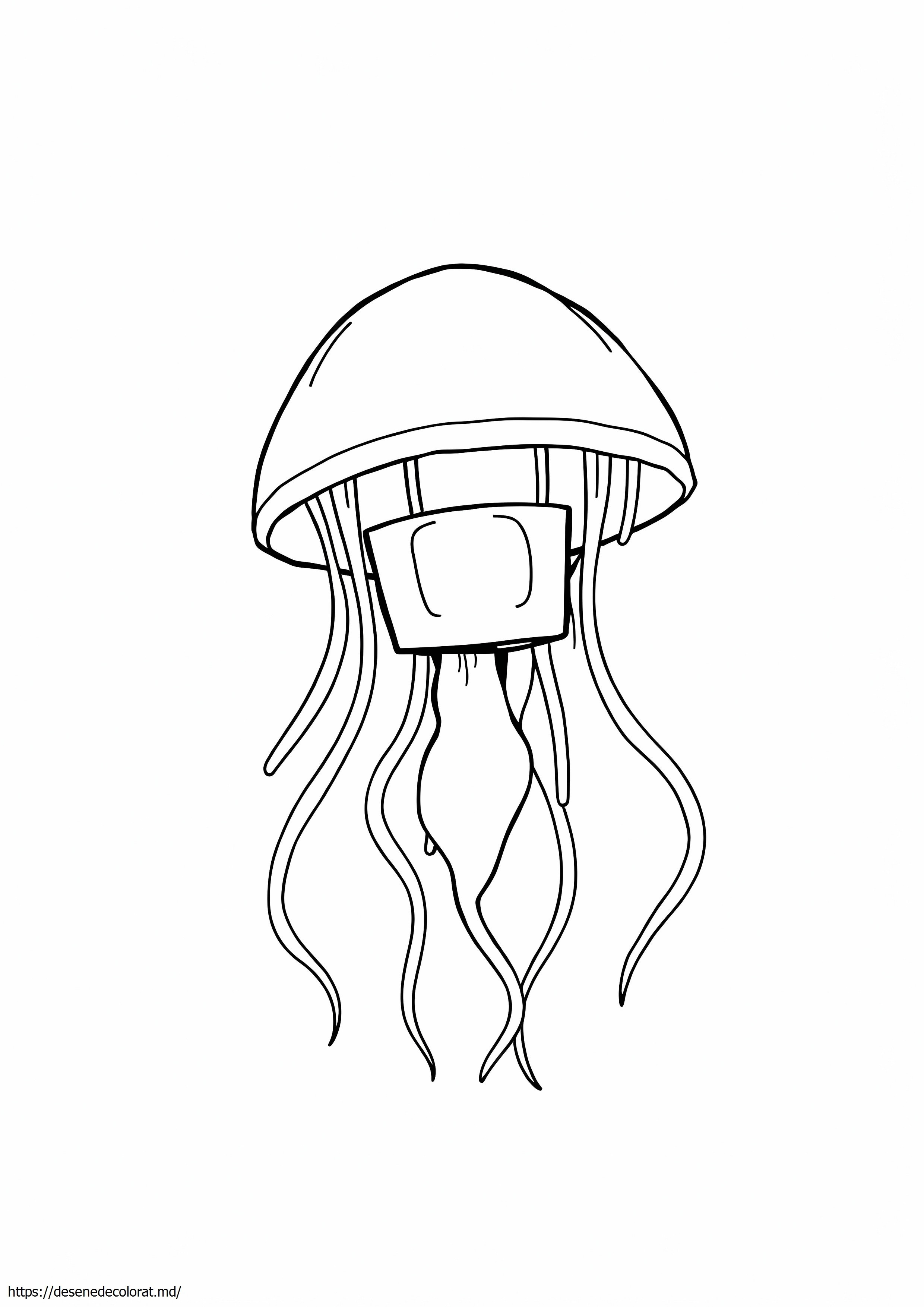 Cutie meduze