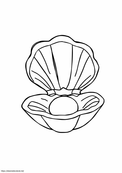 Coajă de scoici