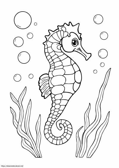 Cal de mare detaliat