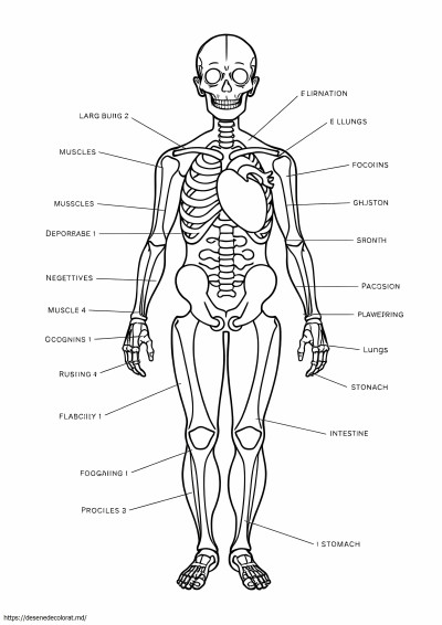 Anatomic