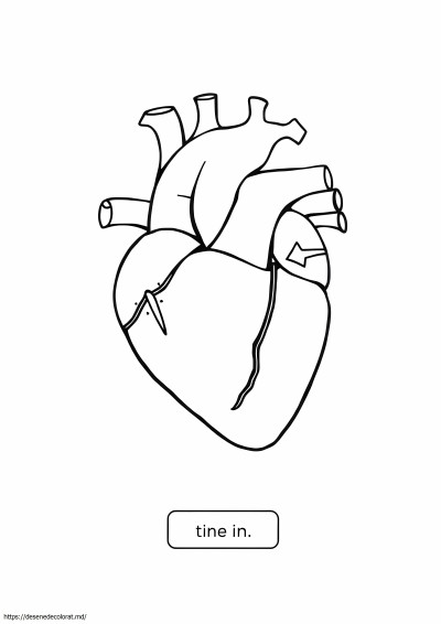 Inima anatomică