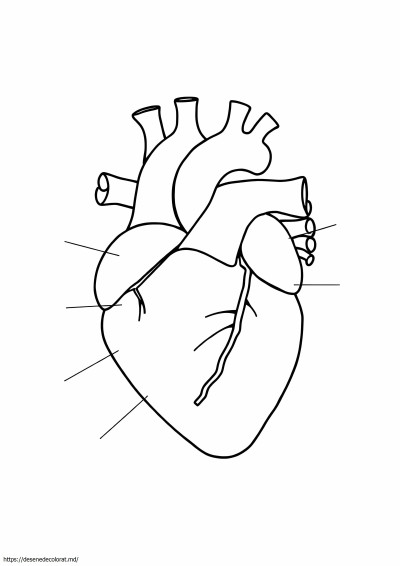 Anatomia inimii