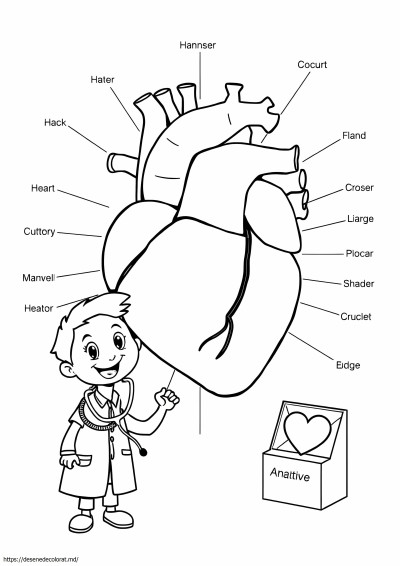 Anatomia inimii