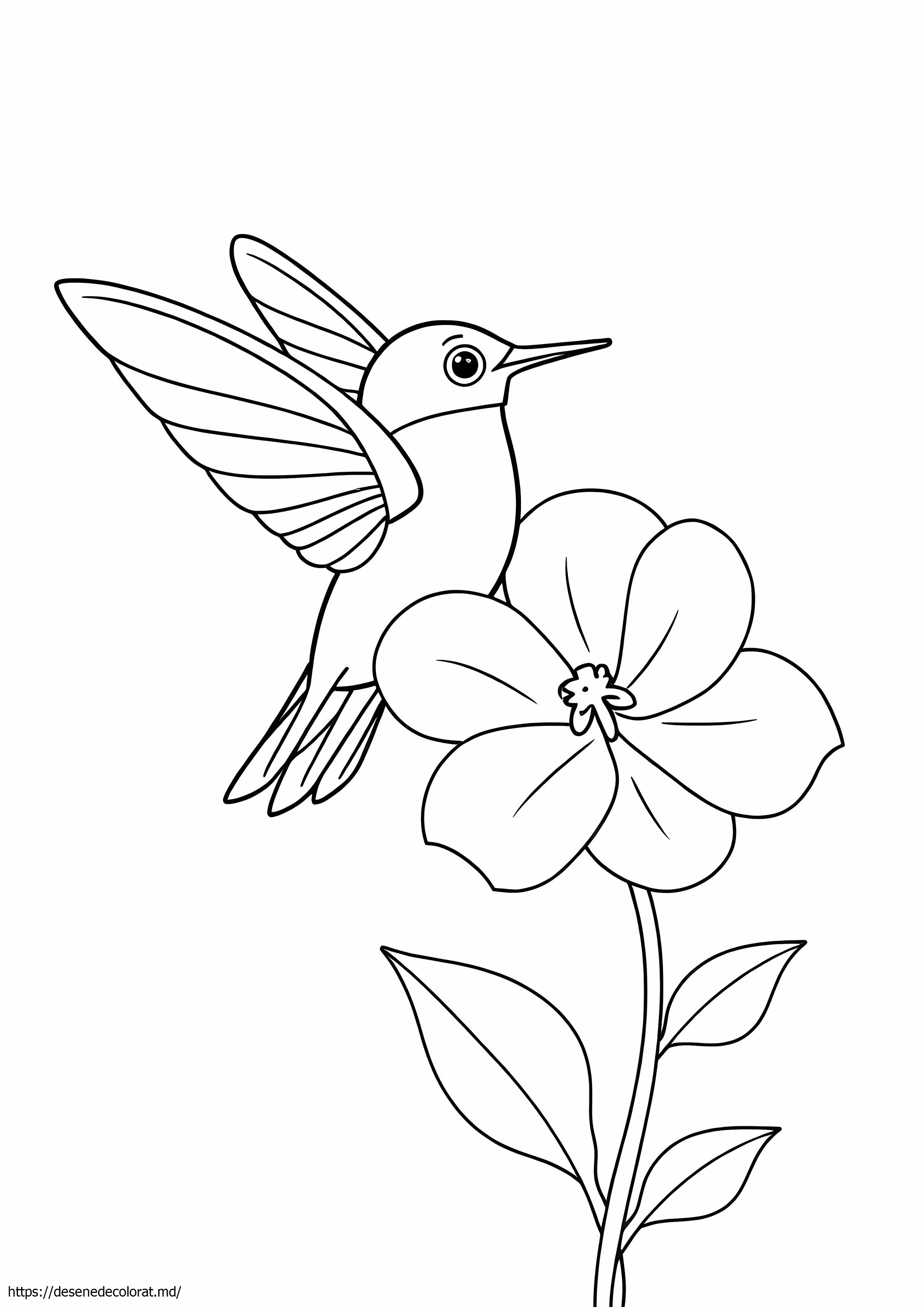 1 pasăre colibri și floare