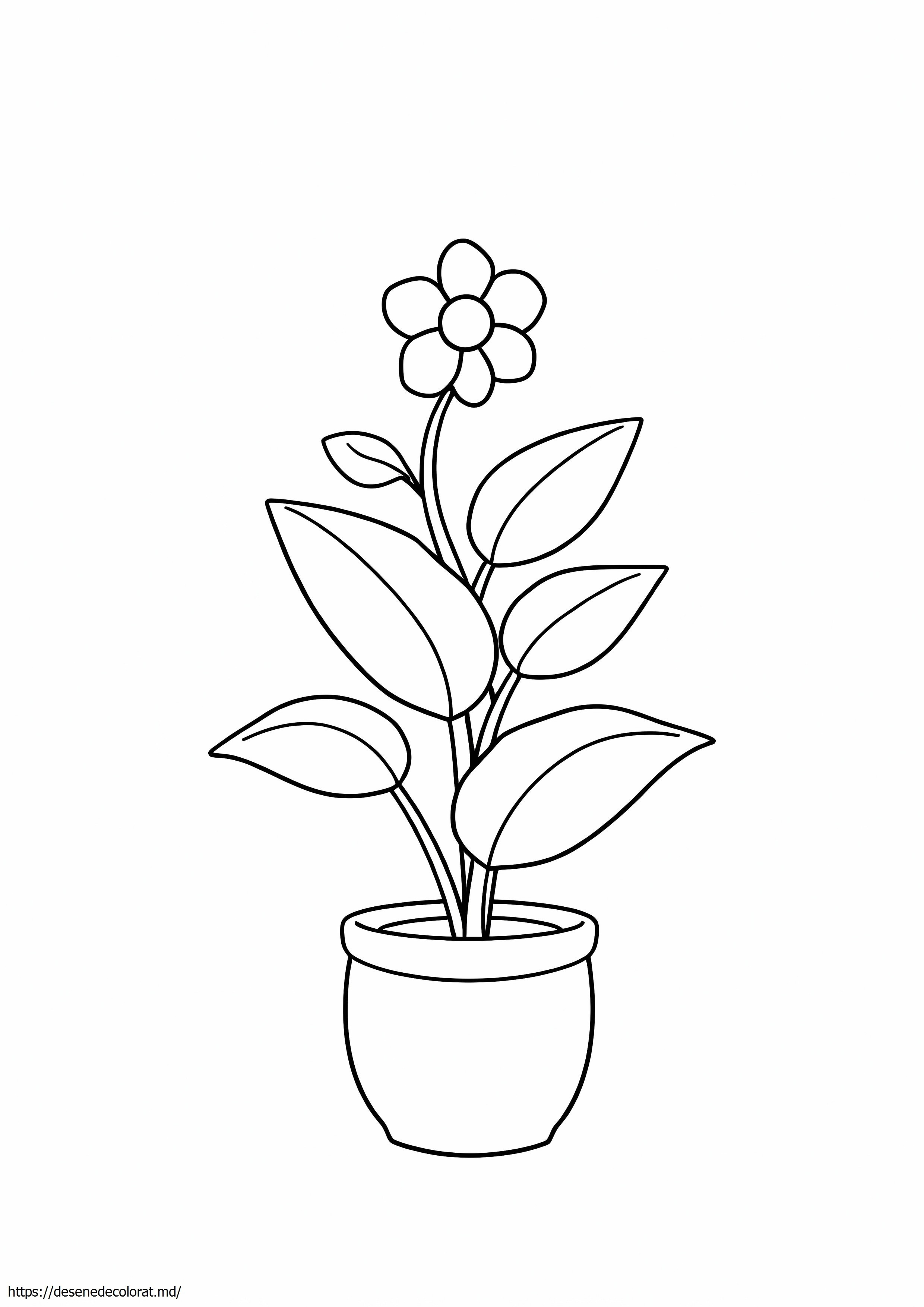 Plantă estetică