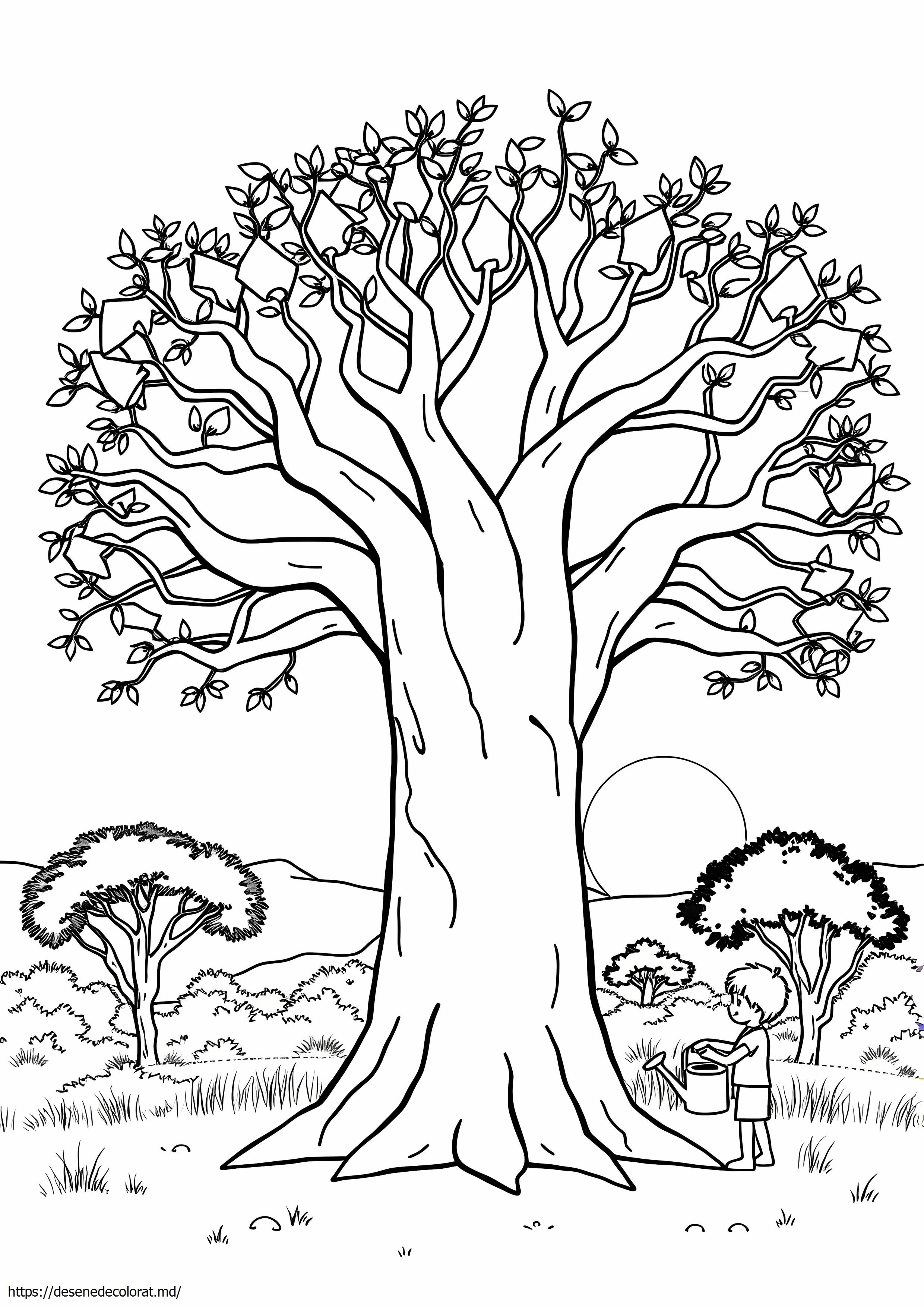 Baobab