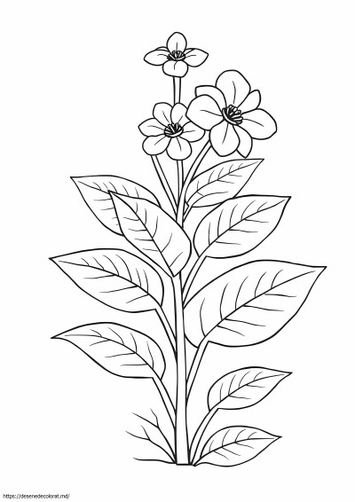 Botanic
