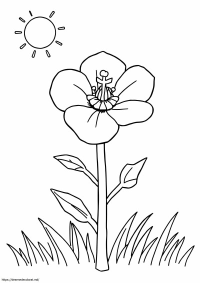 Floare bluebonnet