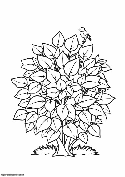 Tufișuri