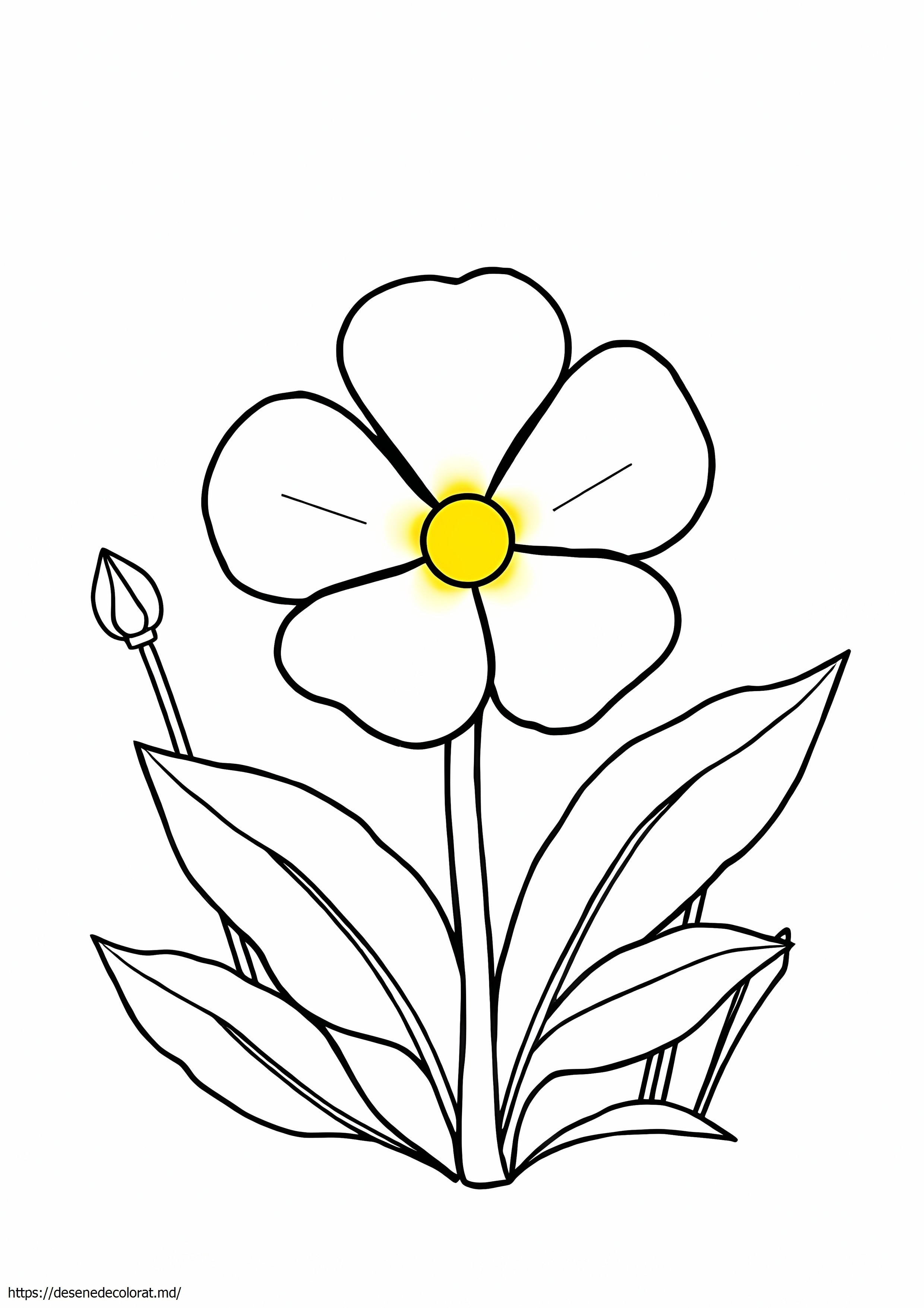 Floare de ranuncul