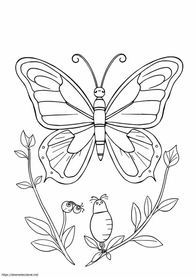Metamorfoza fluturelui