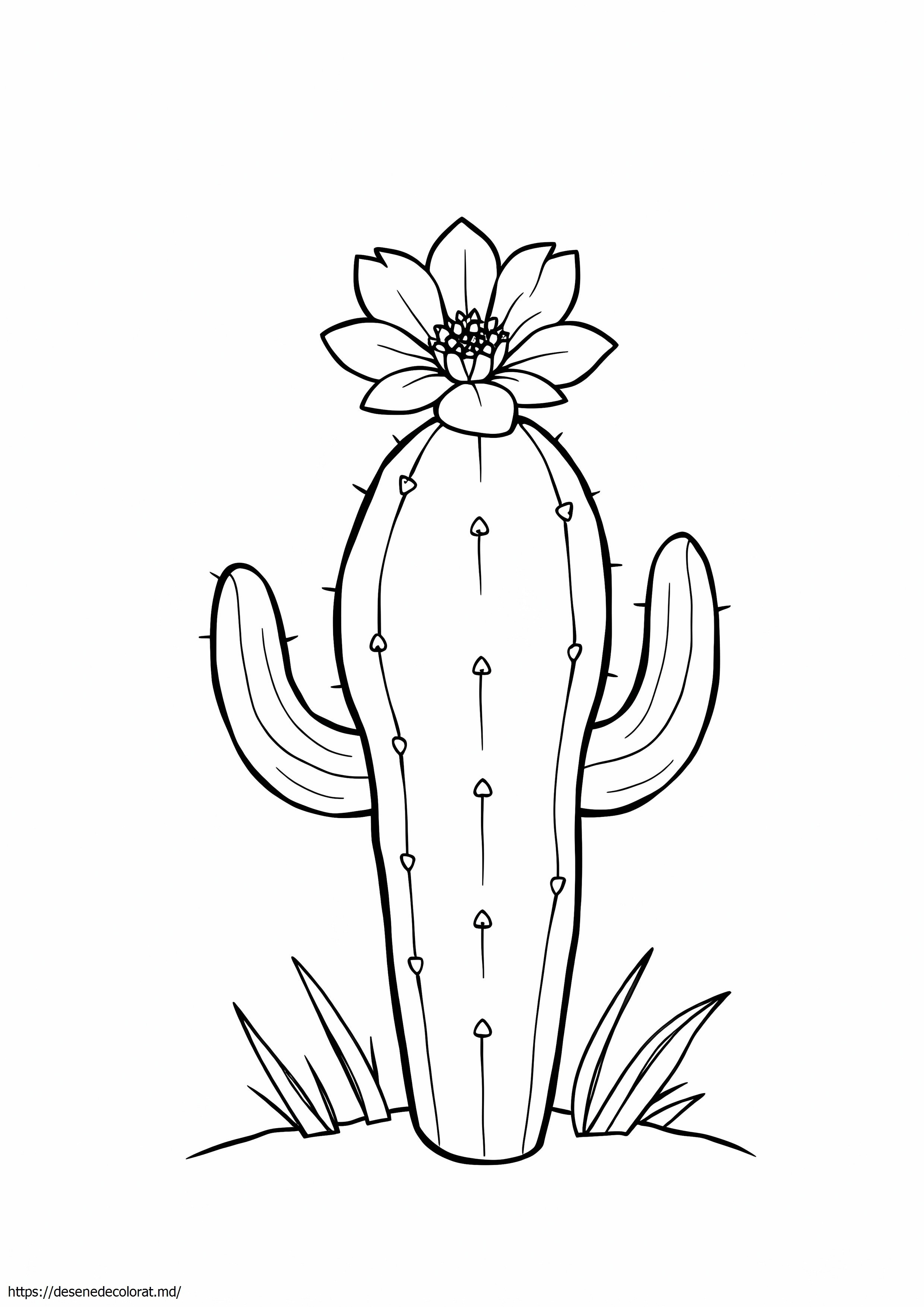 Cactus
