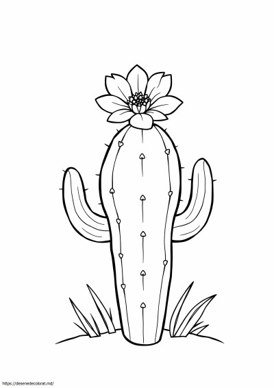 Cactus
