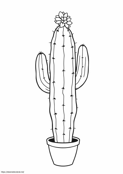 Planta de cactus