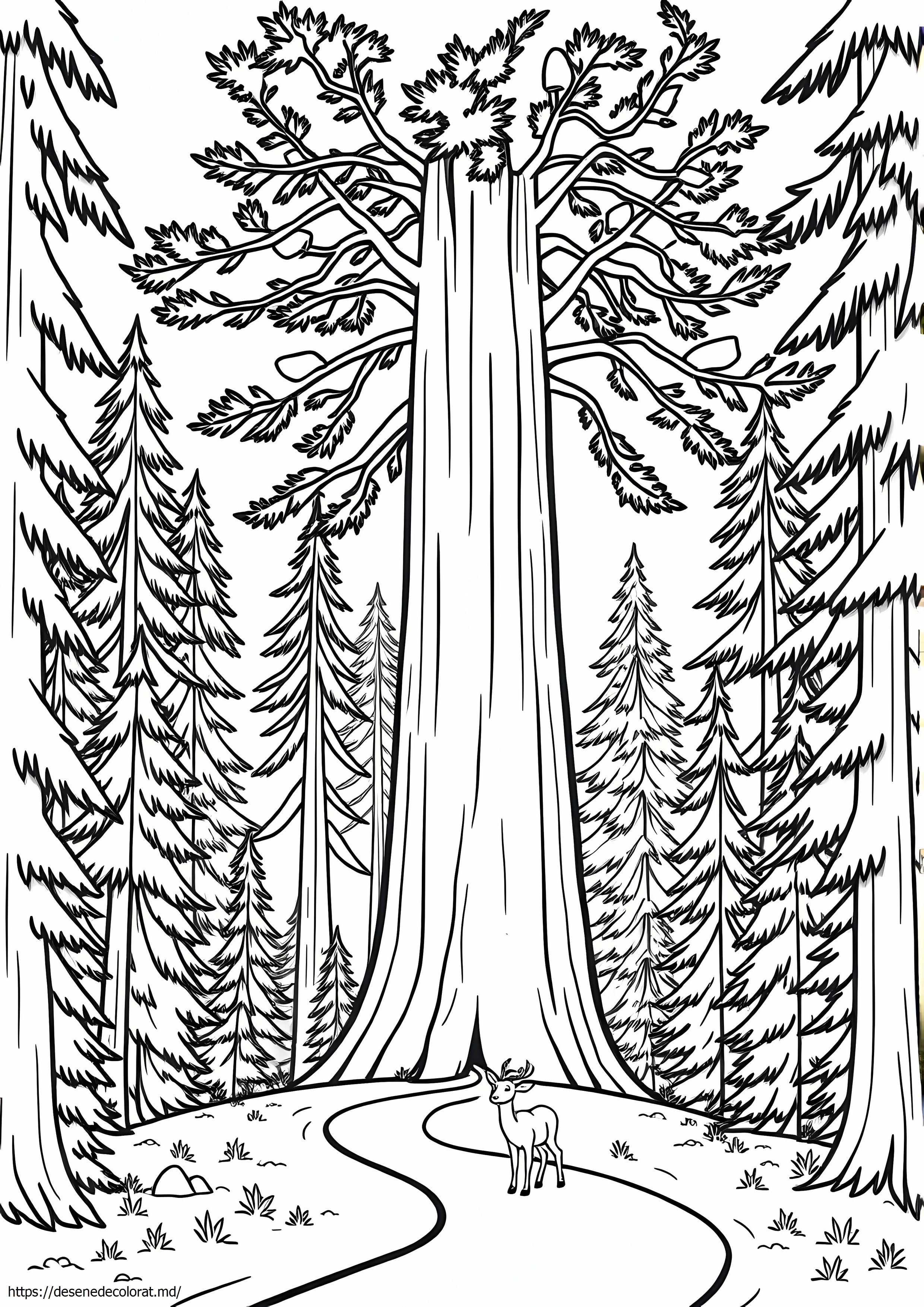 Sequoia din California
