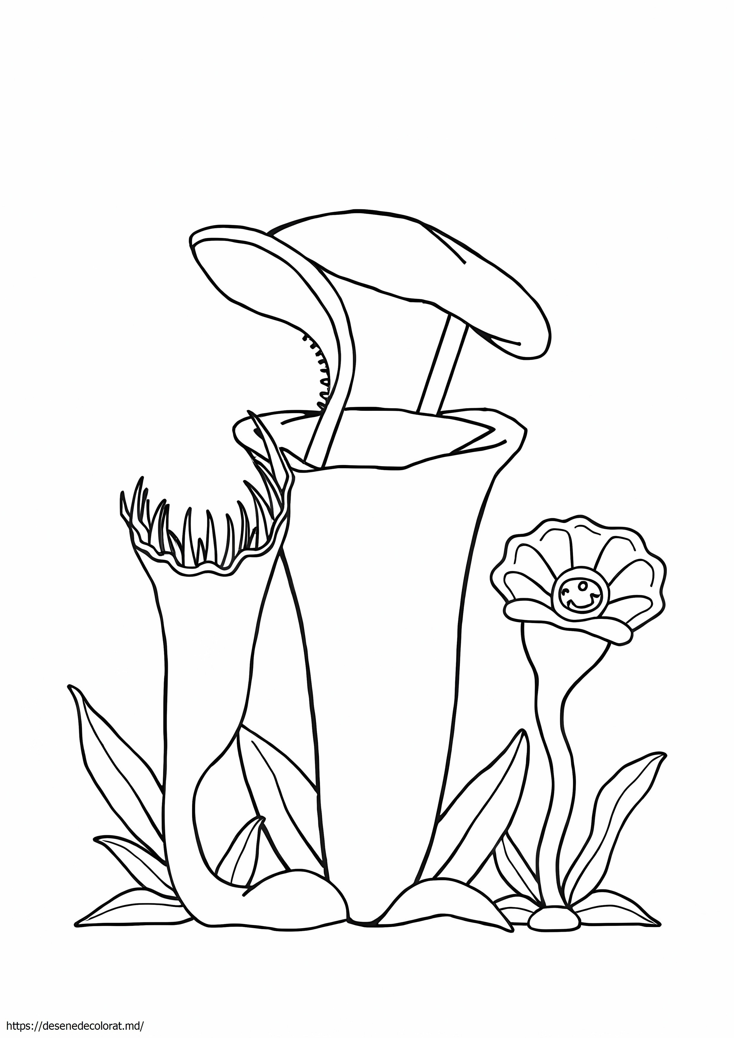 Plante carnivore