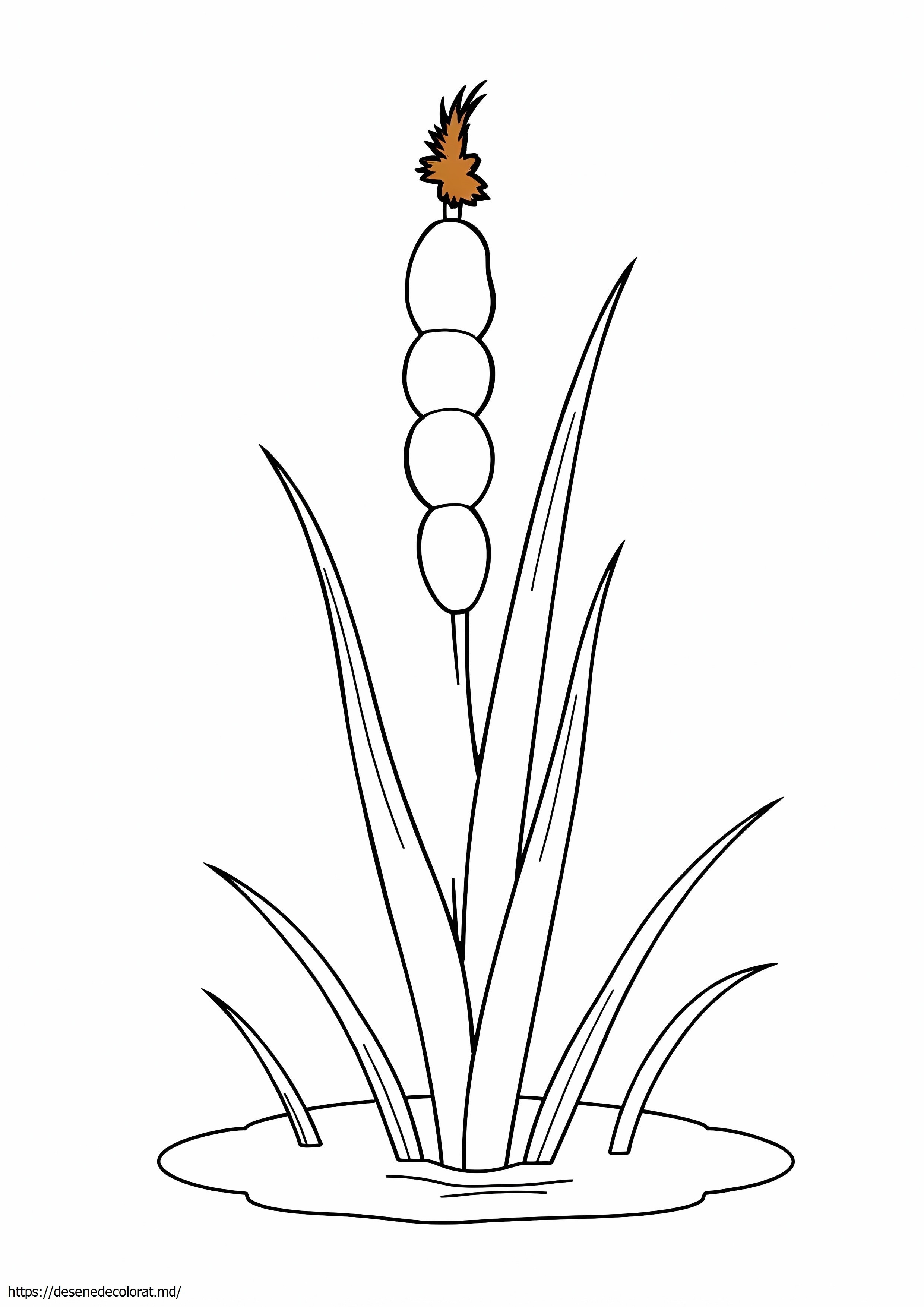 Papură