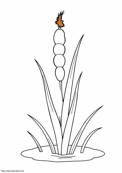 Papură