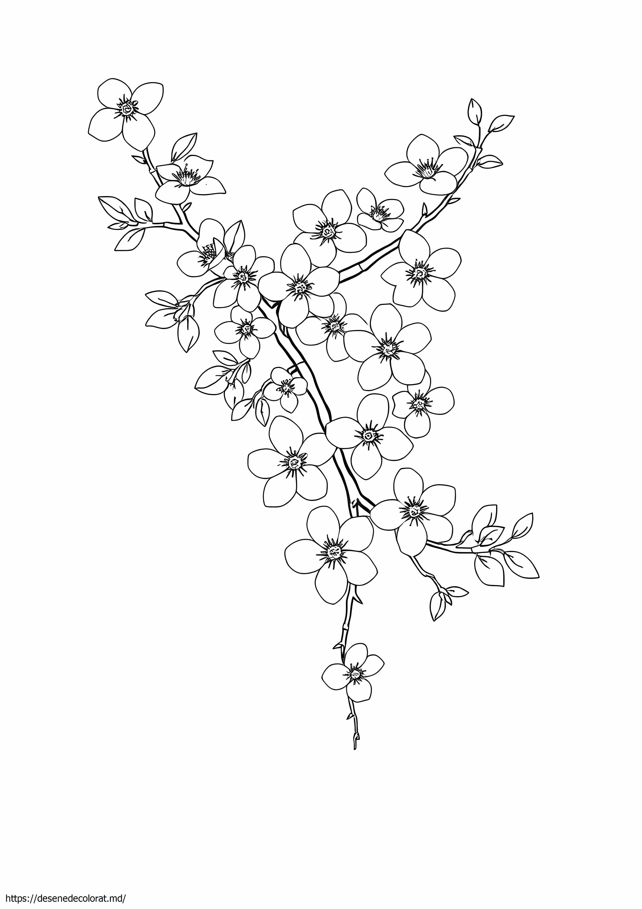 Ramură de floare de cireș