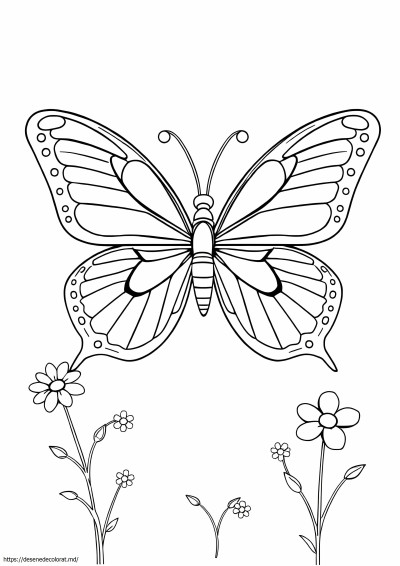 Fluture detaliat