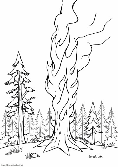 Incendiu de pădure
