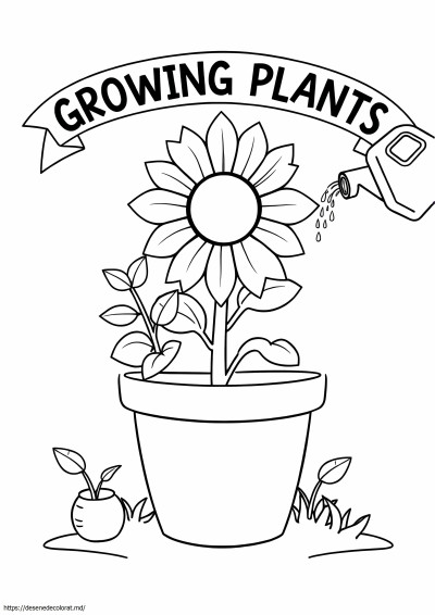Cresterea plantelor