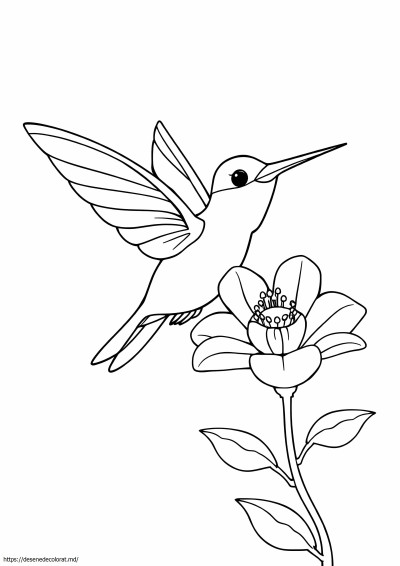 Colibri