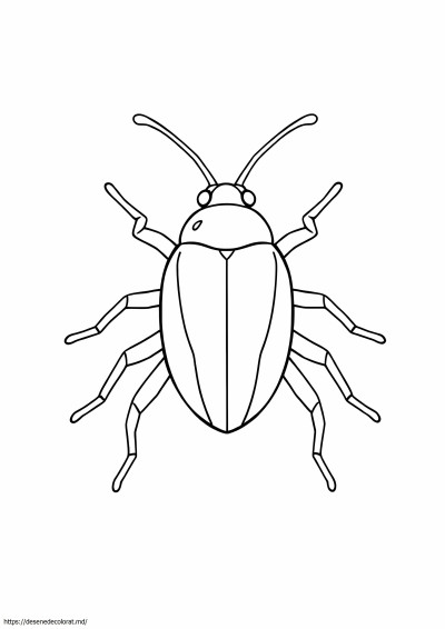 Insectă