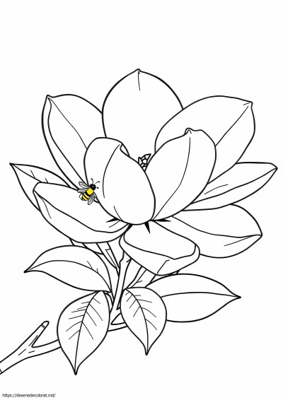 Floare de magnolie