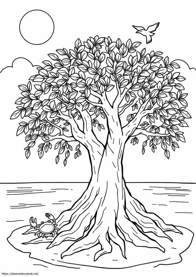 Mangrove