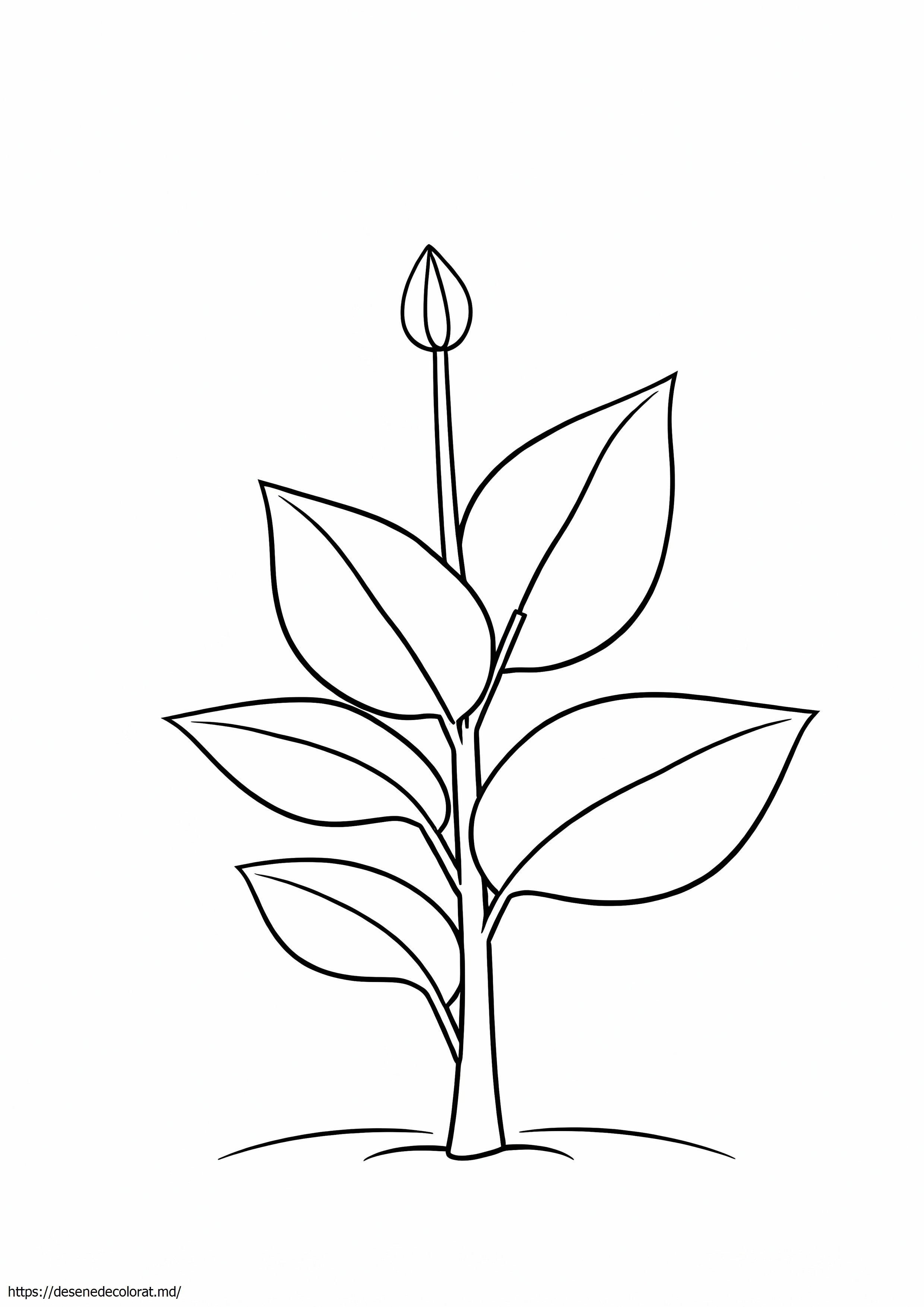 Planta
