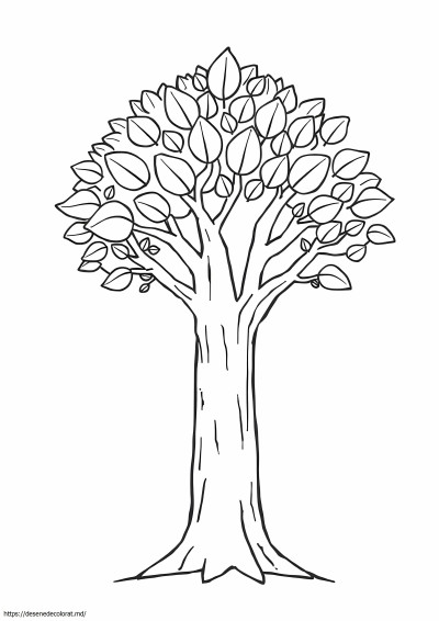 Pohon
