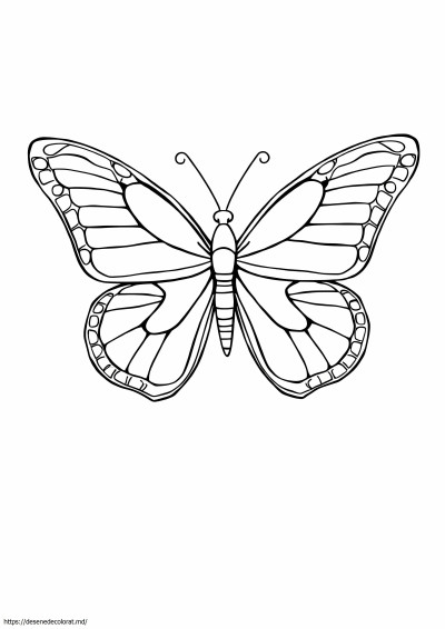 Fluture monarh realist