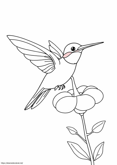 Colibri cu gât rubin