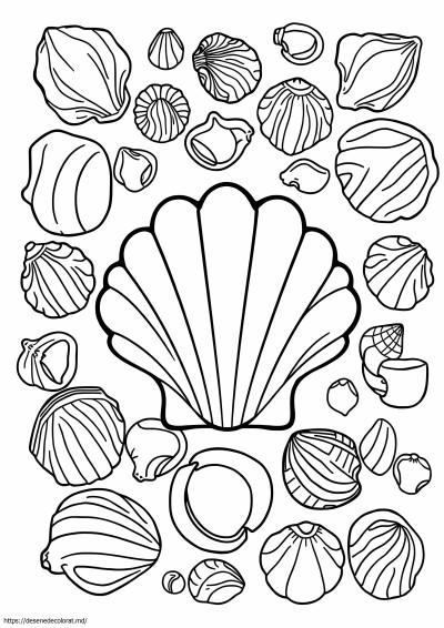 Scoici